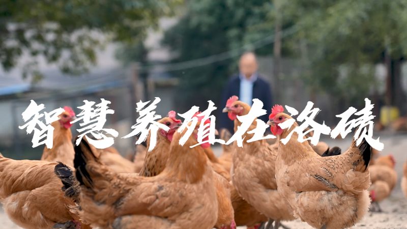 第三方诊断试剂代工工厂：揭秘其背后的工艺与选择要点**