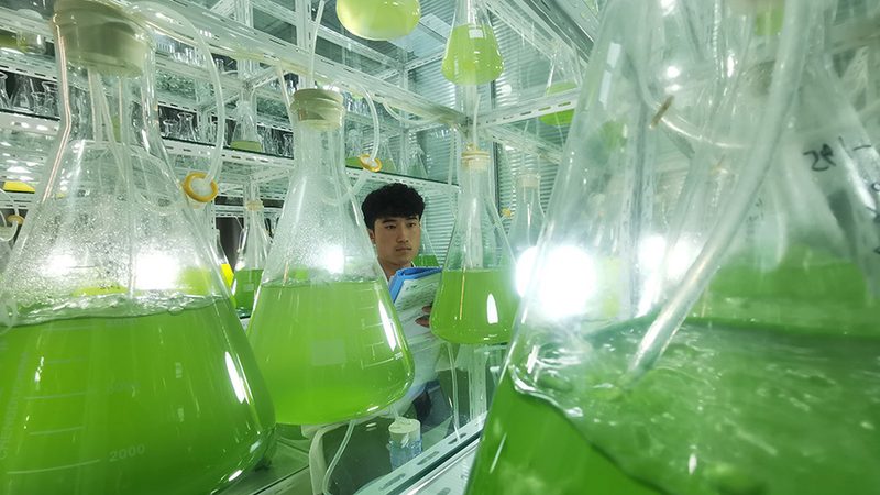 原料药CDMO与CMO：揭秘两者间的本质差异